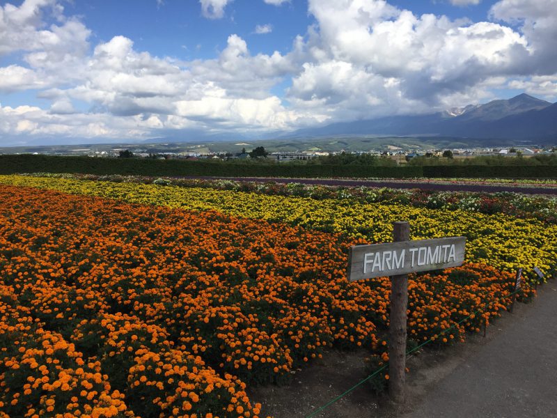 ラベンダー畑,ファーム富田,観光,北海道