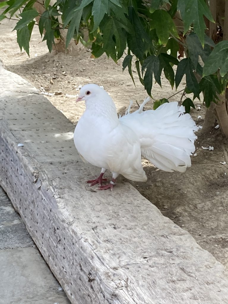 掛川花鳥園,クジャクバト,旅行,静岡