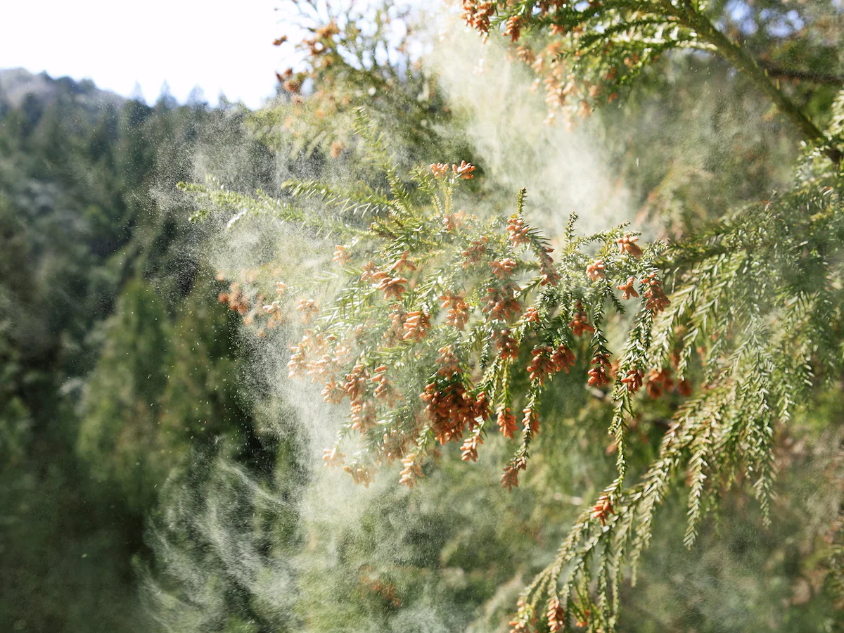 花粉,杉,季節