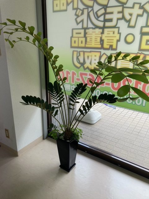 買取,小山,観葉植物,ザミア