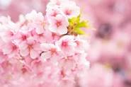桜,サクラ,花見