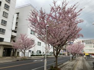 買取,小山,桜