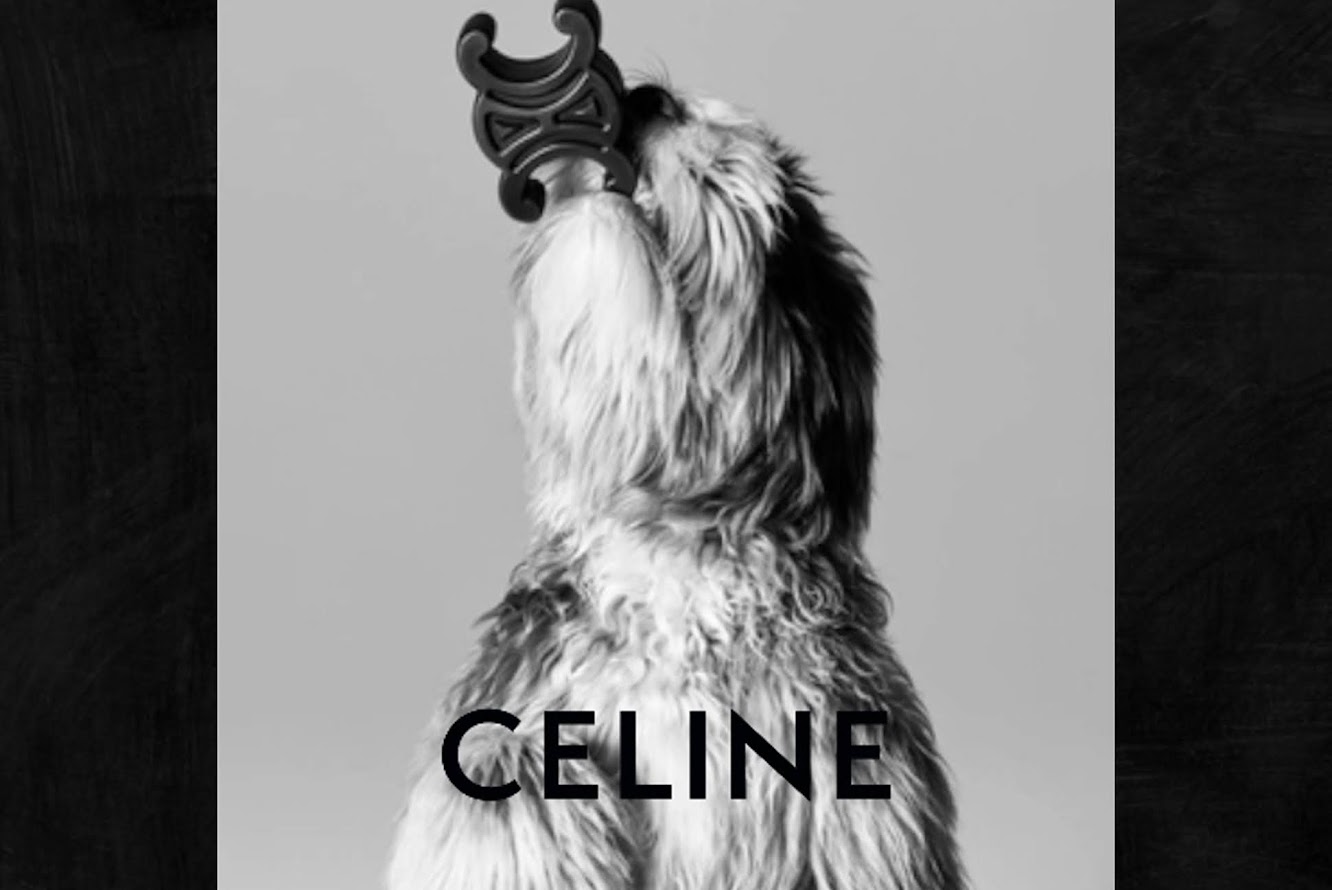 CELINE セリーヌ,DOG
